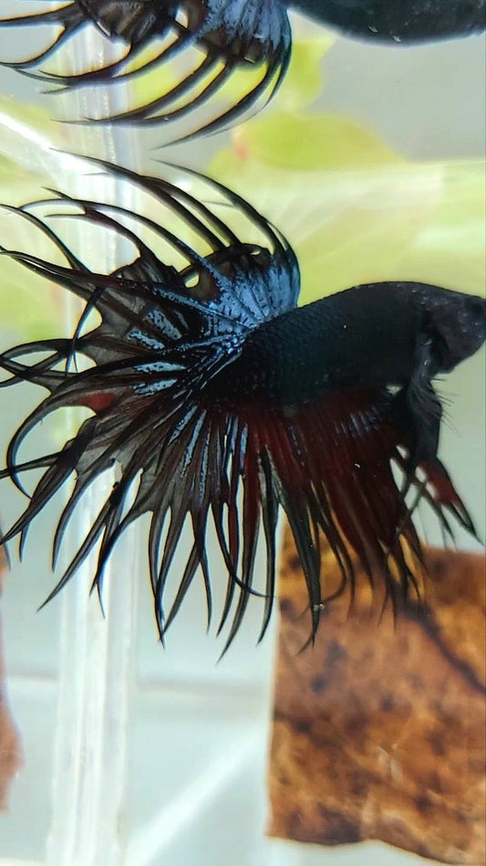 KING CROWNTAIL BLACK ORCHID VAMPIRE BETTA FISH