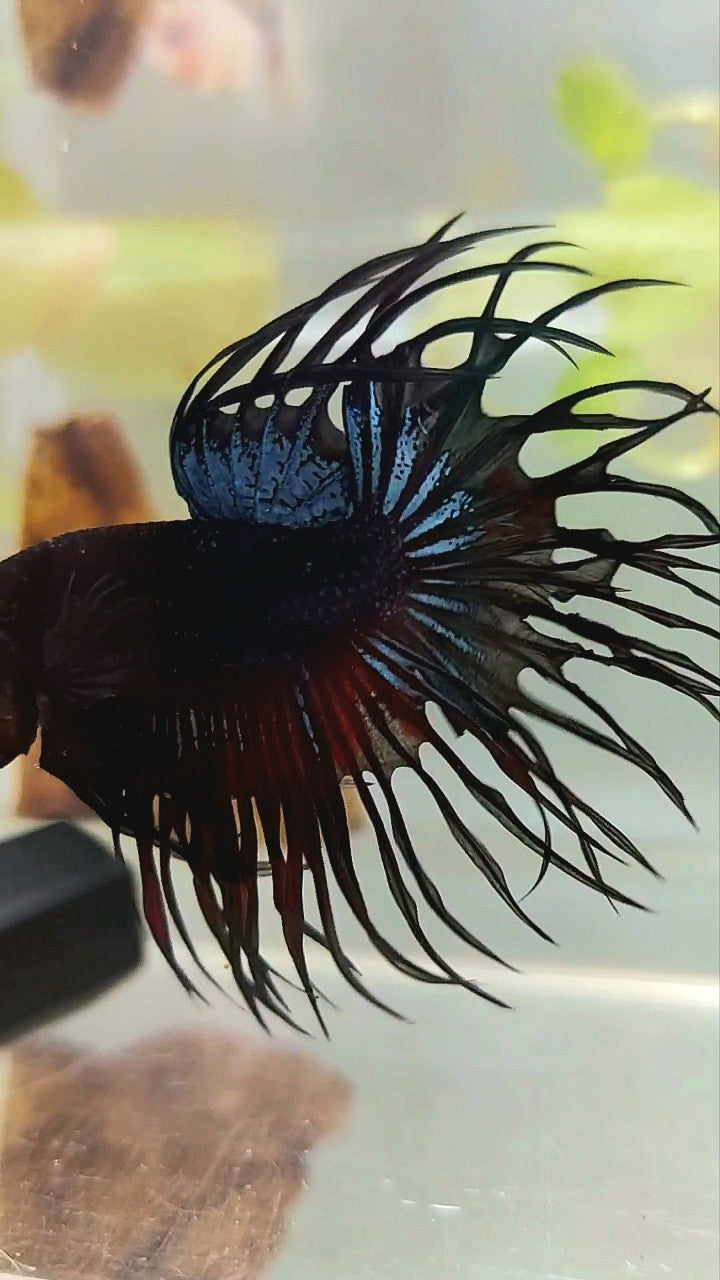 KING CROWNTAIL BLACK ORCHID VAMPIRE BETTA FISH