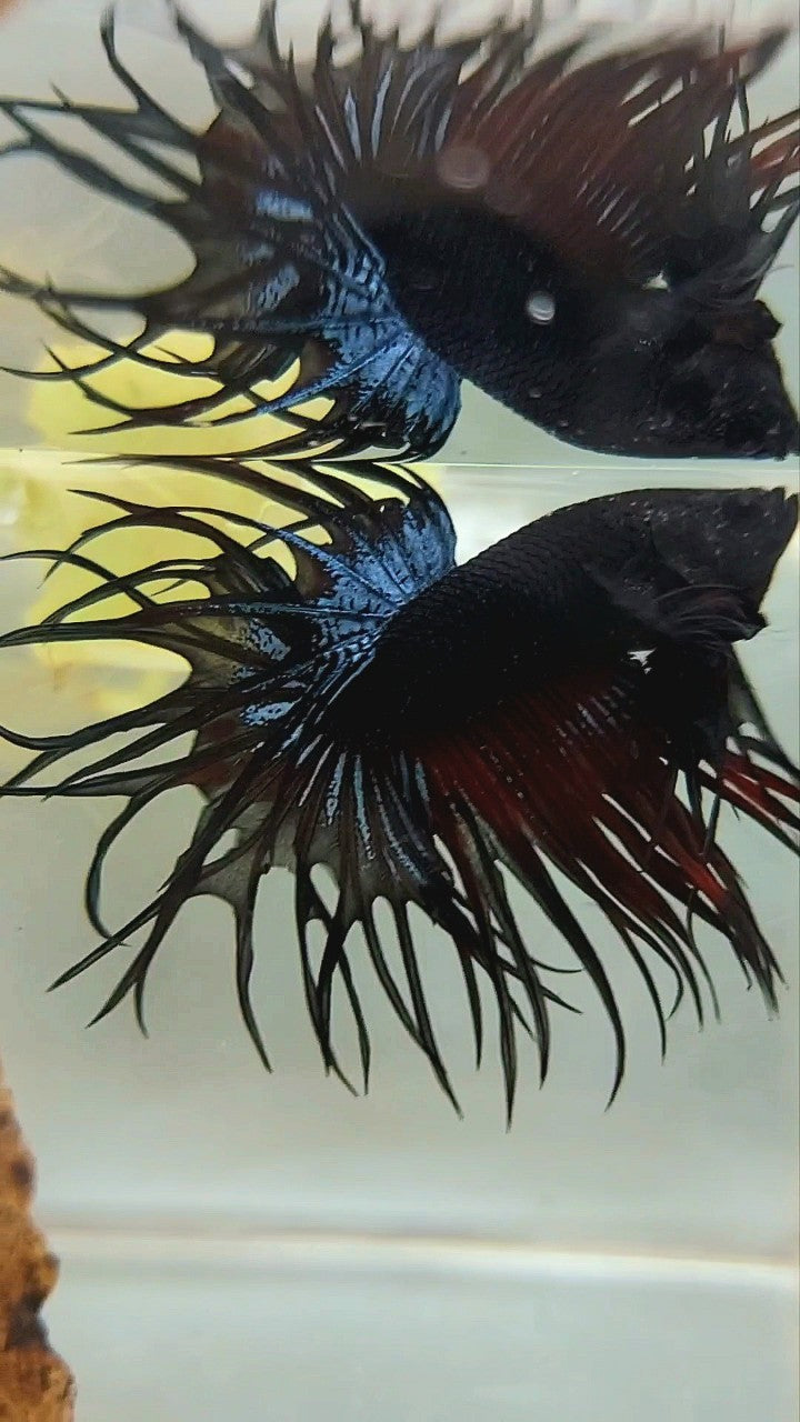 KING CROWNTAIL BLACK ORCHID VAMPIRE BETTA FISH