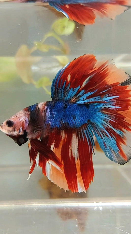 HALFMOON BLUE FIRE BAREFACE EINZIGARTIGER MEHRFARBIGER BETTA-FISCH