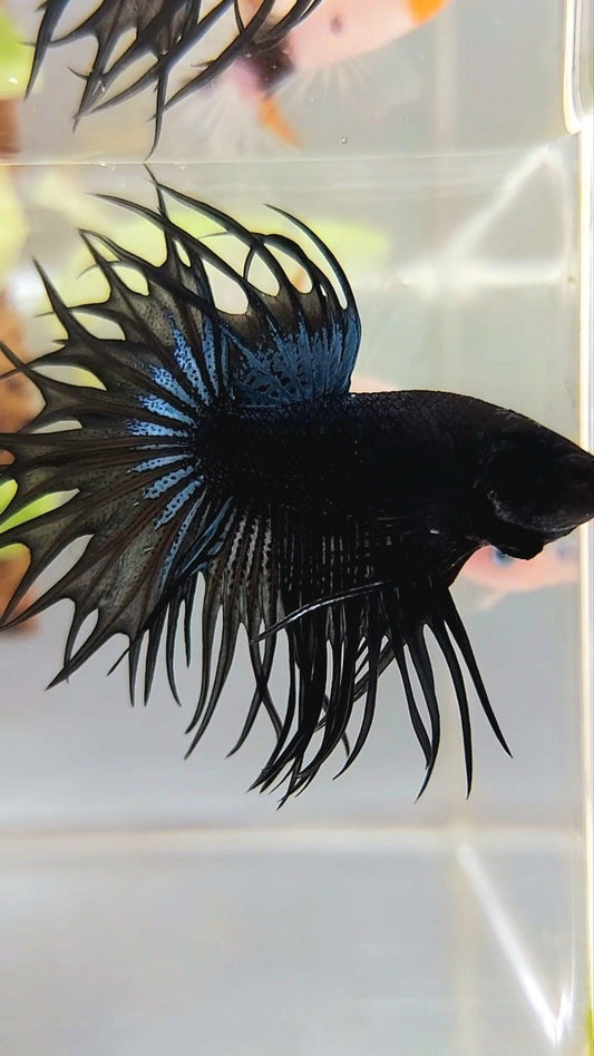 KING CROWNTAIL SCHWARZE ORCHIDEE BETTA-FISCH