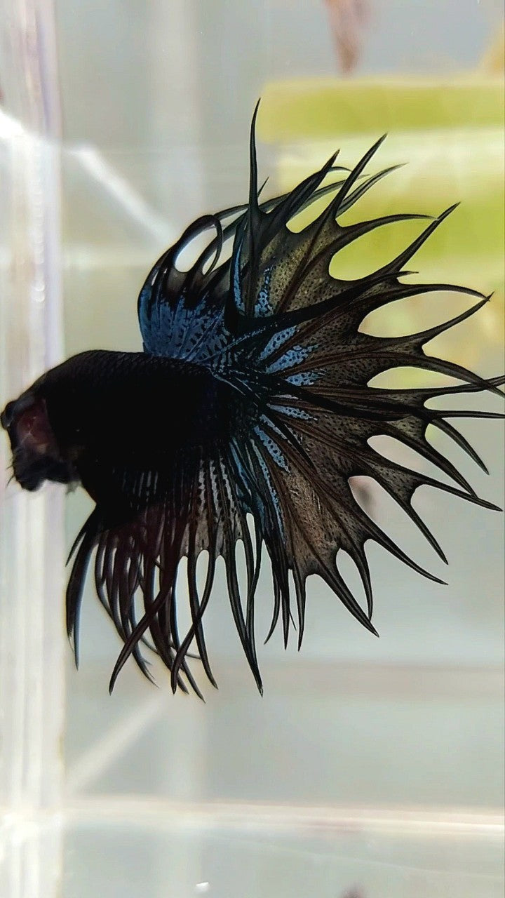KING CROWNTAIL BLACK ORCHID BETTA FISH – Rare Betta Fish Store