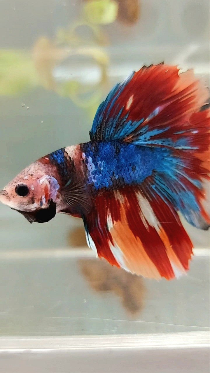 HALFMOON BLUE FIRE BAREFACE EINZIGARTIGER MEHRFARBIGER BETTA-FISCH