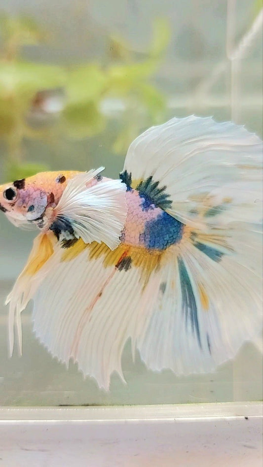 HALBMOND-DUMBO-OHR-GELB-BLAU-MEHRFARBIGER BETTA-FISCH