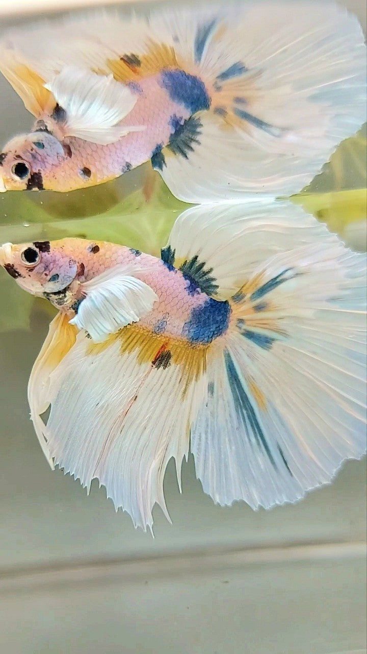 HALFMOON DUMBO EAR YELLOW BLUE MULTICOLOR BETTA FISH