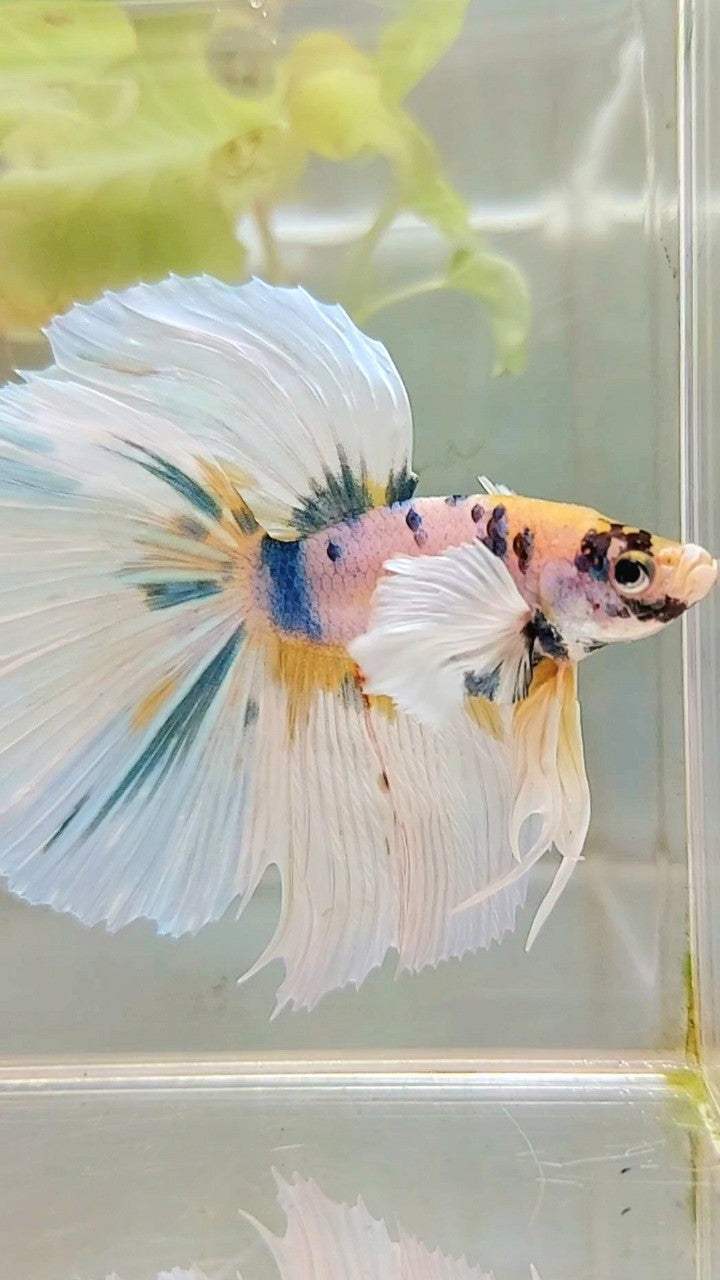 HALFMOON DUMBO EAR YELLOW BLUE MULTICOLOR BETTA FISH