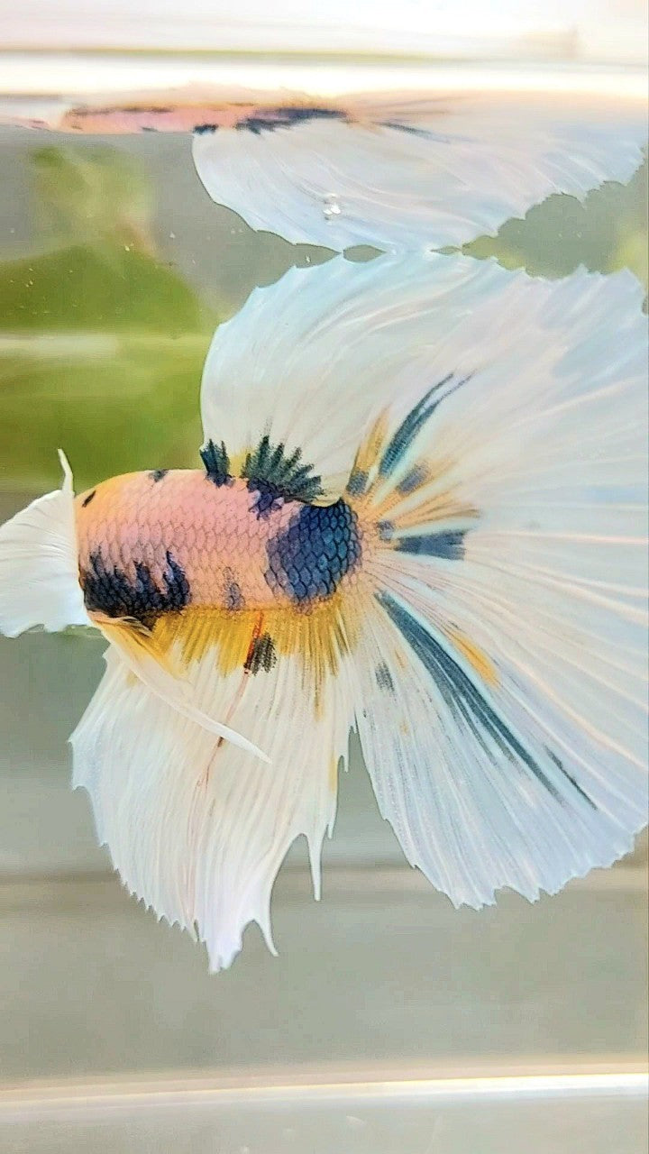 HALFMOON DUMBO EAR YELLOW BLUE MULTICOLOR BETTA FISH