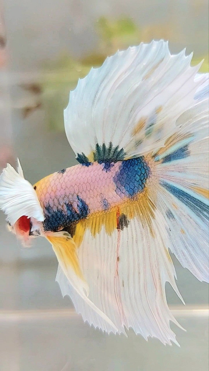 HALFMOON DUMBO EAR YELLOW BLUE MULTICOLOR BETTA FISH