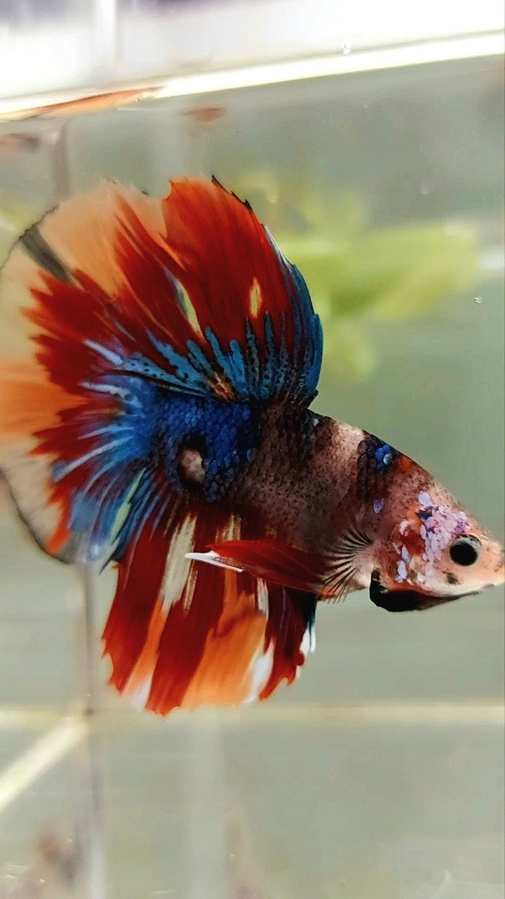 HALFMOON BLUE FIRE BAREFACE EINZIGARTIGER MEHRFARBIGER BETTA-FISCH