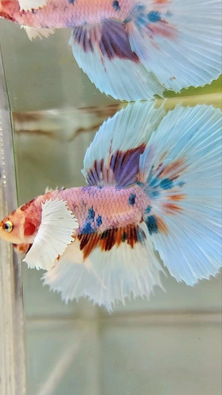 HALFMOON DUMBO EAR CANDY MEHRFARBIGER BETTA-FISCH