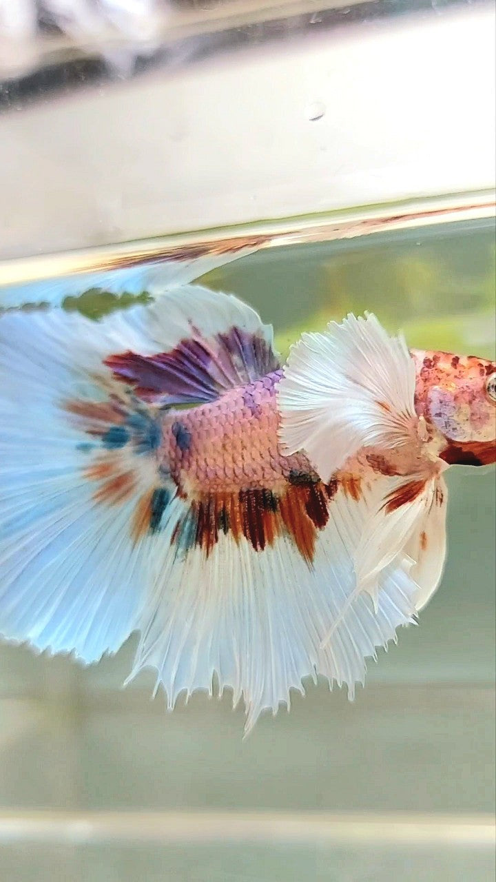 HALFMOON DUMBO EAR CANDY MULTICOLOR BETTA FISH