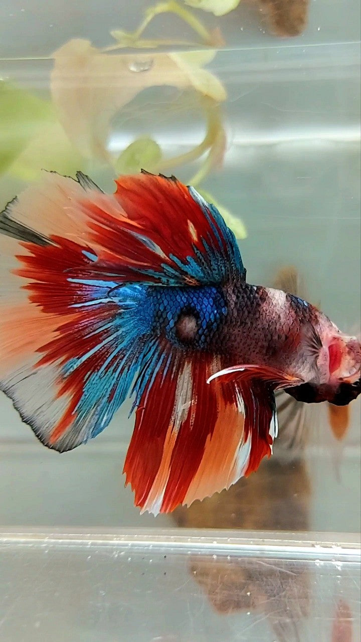 HALFMOON BLUE FIRE BAREFACE EINZIGARTIGER MEHRFARBIGER BETTA-FISCH