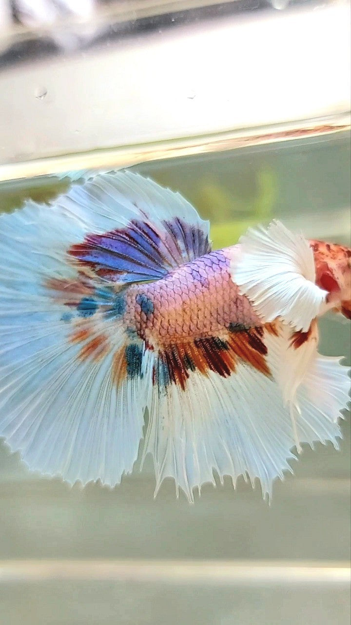 HALFMOON DUMBO EAR CANDY MEHRFARBIGER BETTA-FISCH