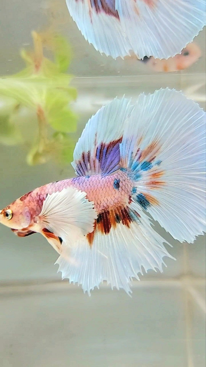 HALFMOON DUMBO EAR CANDY MEHRFARBIGER BETTA-FISCH