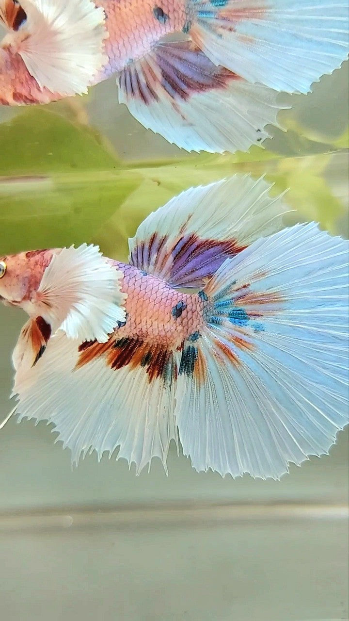 HALFMOON DUMBO EAR CANDY MEHRFARBIGER BETTA-FISCH