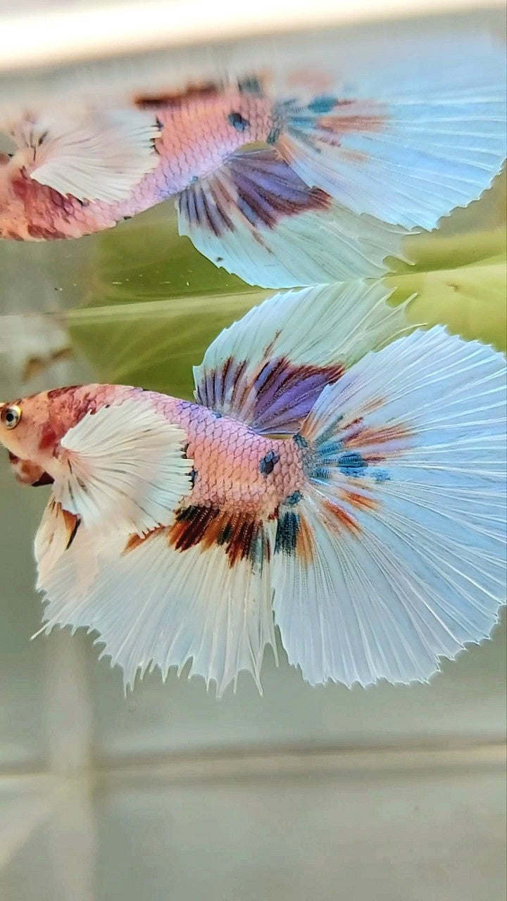 HALFMOON DUMBO EAR CANDY MEHRFARBIGER BETTA-FISCH