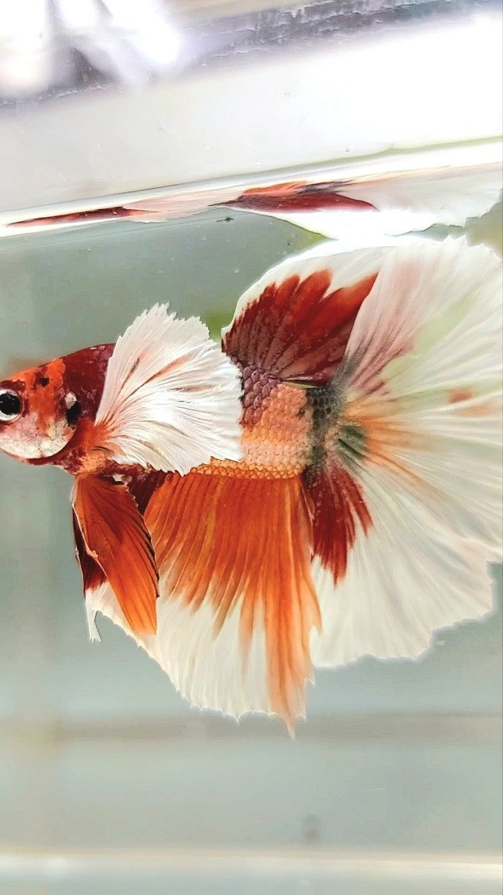 HALFMOON SUPER DUMBO EAR ORANGE COPPER MULTICOLOR BETTA FISH