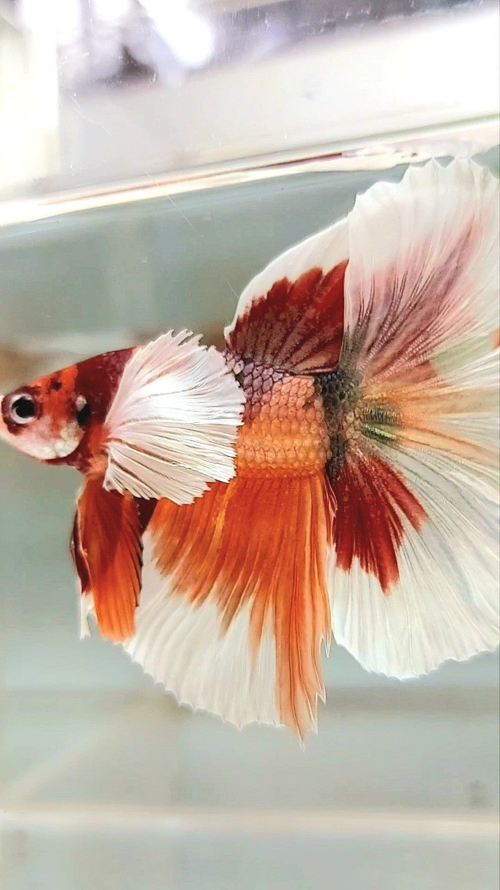 HALFMOON SUPER DUMBO EAR ORANGE COPPER MULTICOLOR BETTA FISH