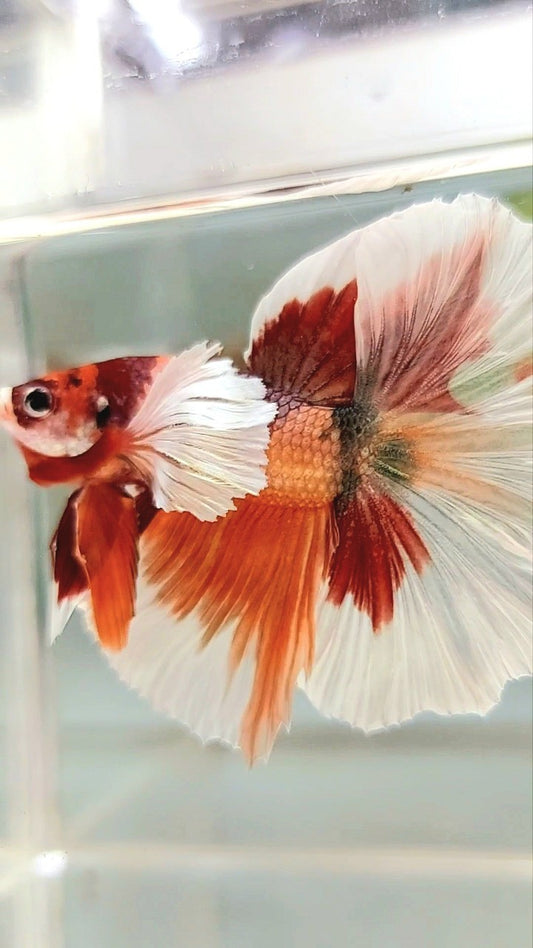 HALFMOON SUPER DUMBO OHR ORANGE KUPFER MEHRFARBIGER BETTA-FISCH