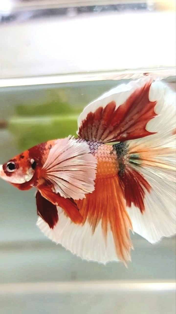 HALFMOON SUPER DUMBO EAR ORANGE COPPER MULTICOLOR BETTA FISH