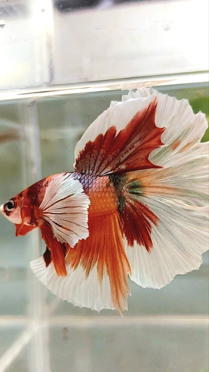 HALFMOON SUPER DUMBO EAR ORANGE COPPER MULTICOLOR BETTA FISH