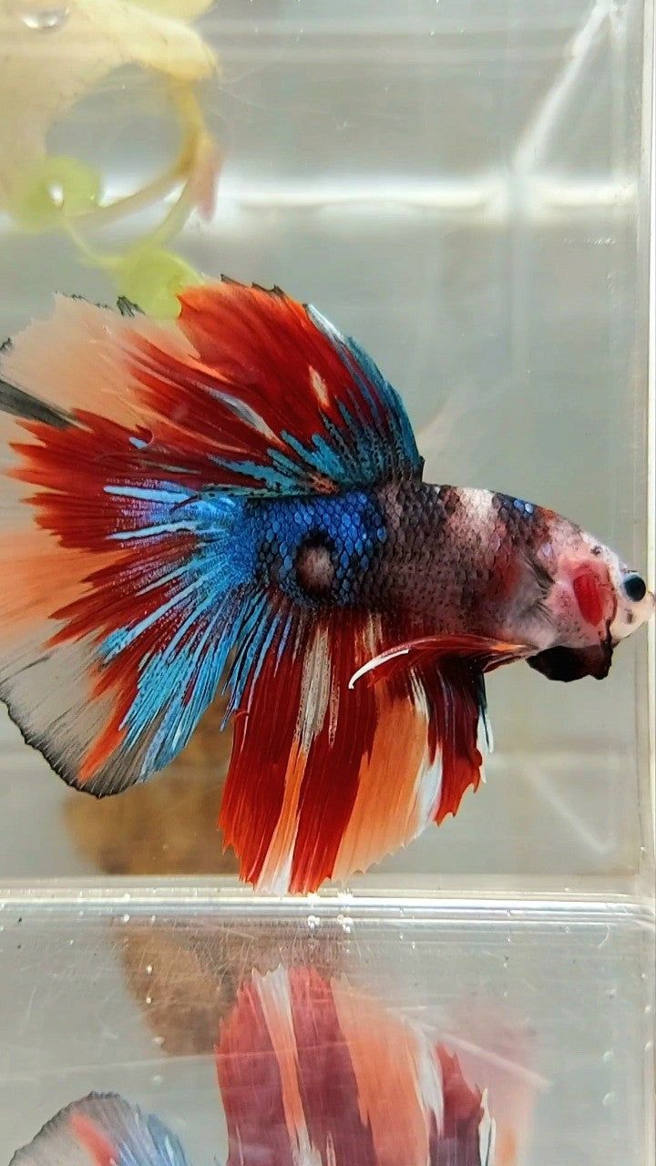 HALFMOON BLUE FIRE BAREFACE EINZIGARTIGER MEHRFARBIGER BETTA-FISCH