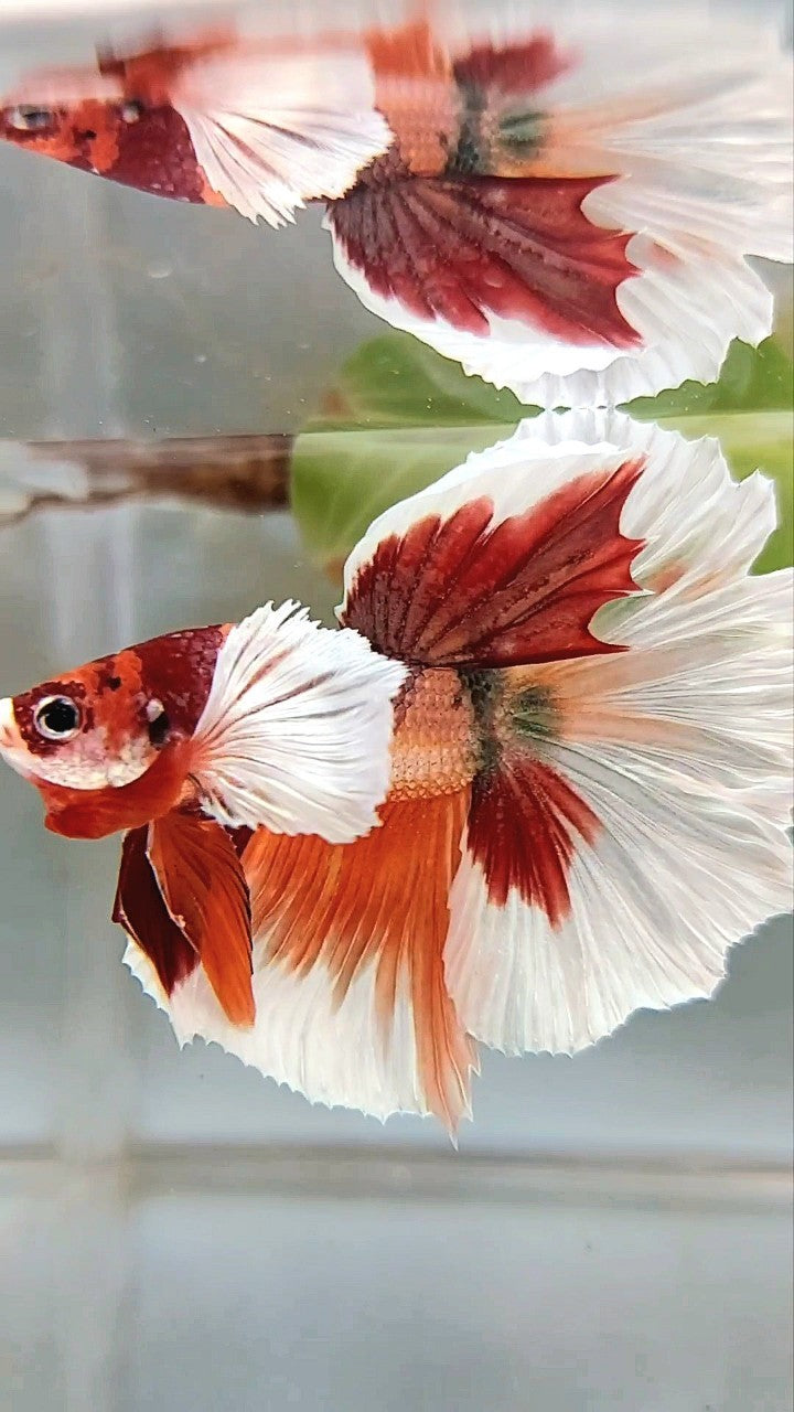 HALFMOON SUPER DUMBO EAR ORANGE COPPER MULTICOLOR BETTA FISH