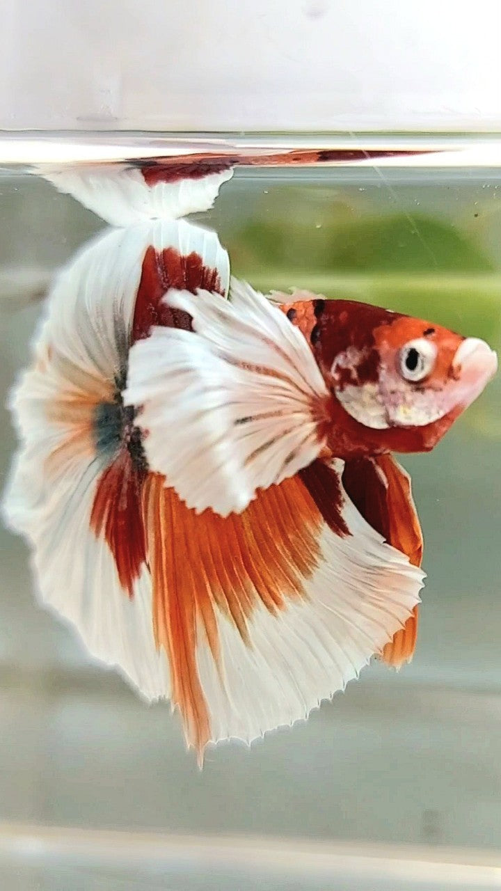 HALFMOON SUPER DUMBO EAR ORANGE COPPER MULTICOLOR BETTA FISH