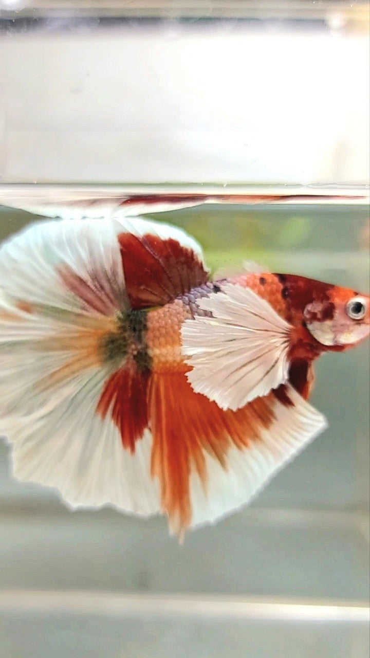 HALFMOON SUPER DUMBO EAR ORANGE COPPER MULTICOLOR BETTA FISH