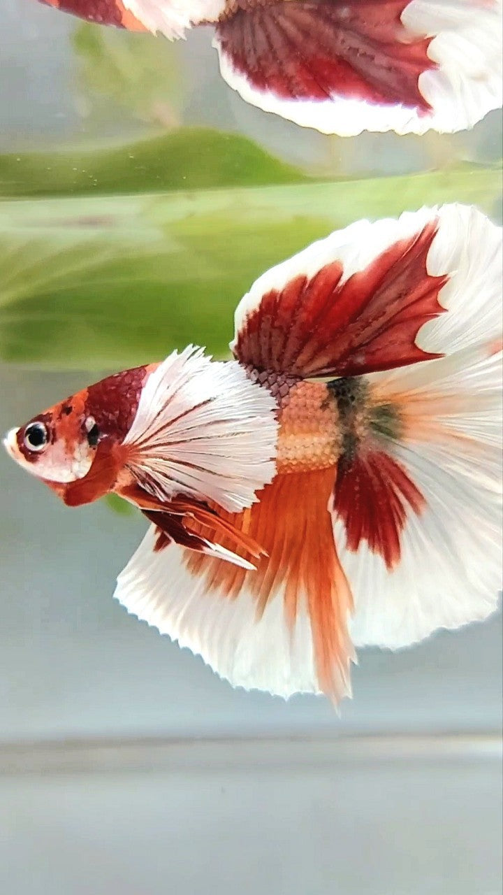 HALFMOON SUPER DUMBO EAR ORANGE COPPER MULTICOLOR BETTA FISH