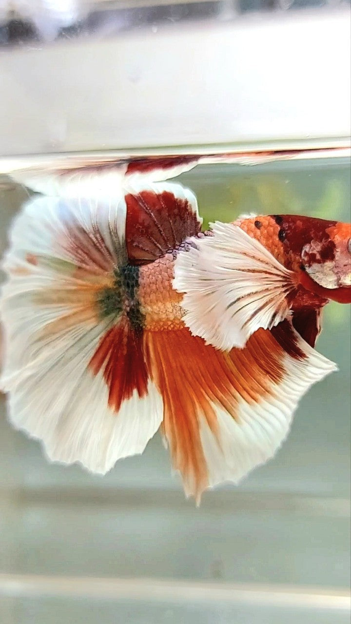 HALFMOON SUPER DUMBO EAR ORANGE COPPER MULTICOLOR BETTA FISH