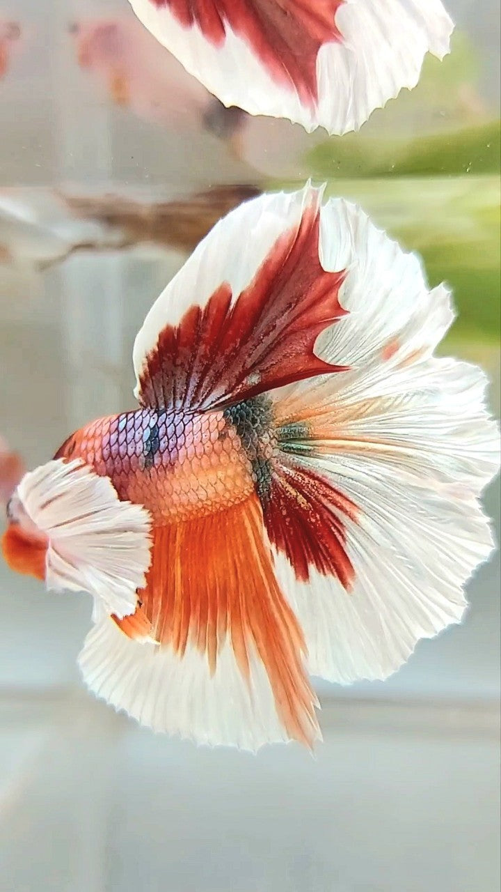 HALFMOON SUPER DUMBO EAR ORANGE COPPER MULTICOLOR BETTA FISH