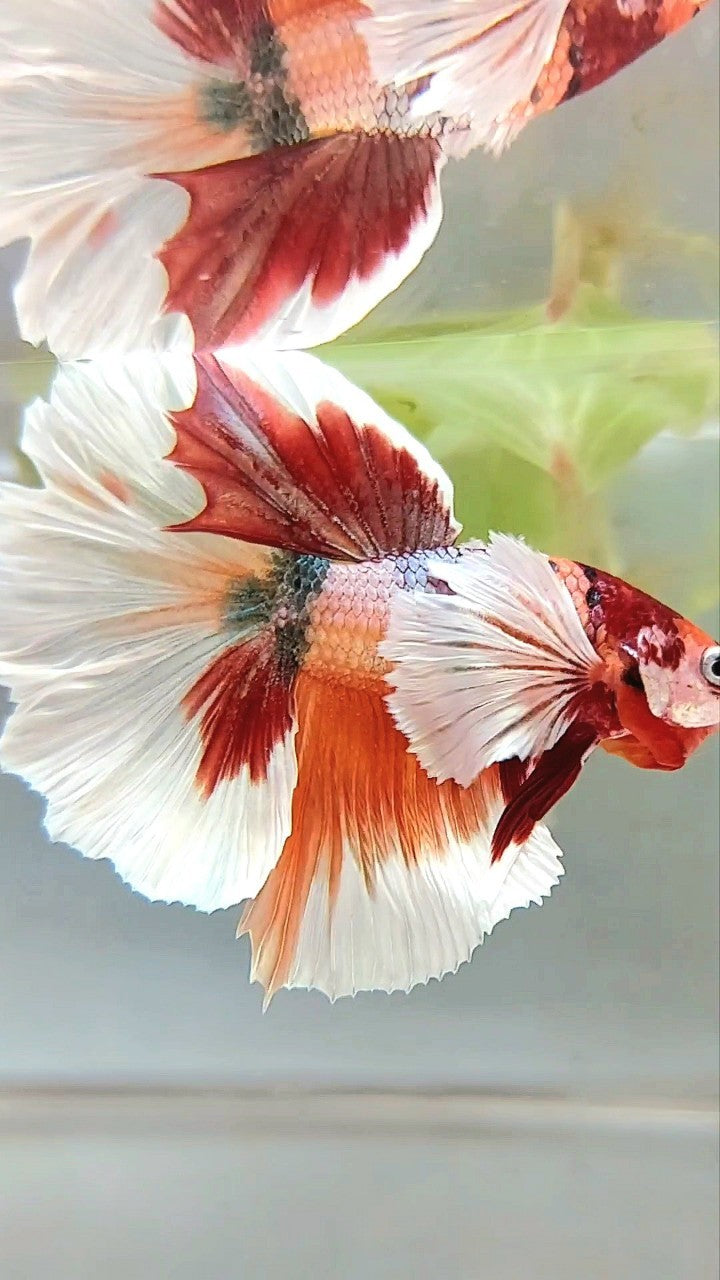 HALFMOON SUPER DUMBO EAR ORANGE COPPER MULTICOLOR BETTA FISH