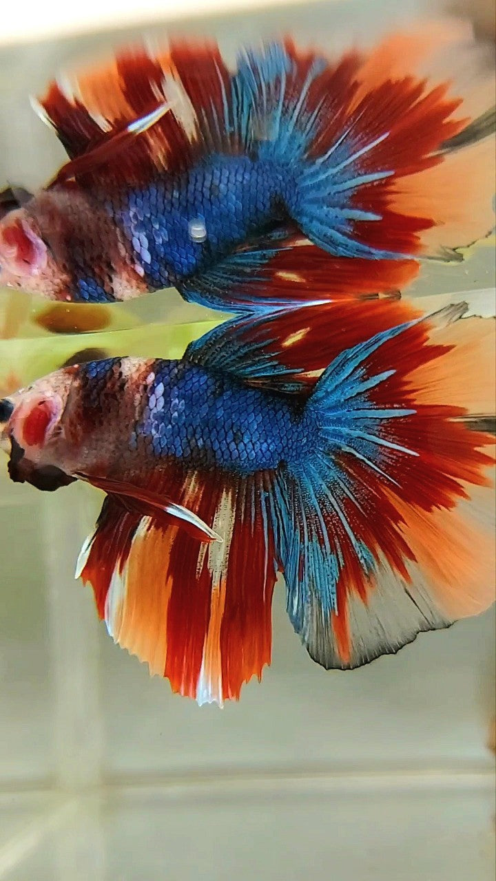 HALFMOON BLUE FIRE BAREFACE EINZIGARTIGER MEHRFARBIGER BETTA-FISCH