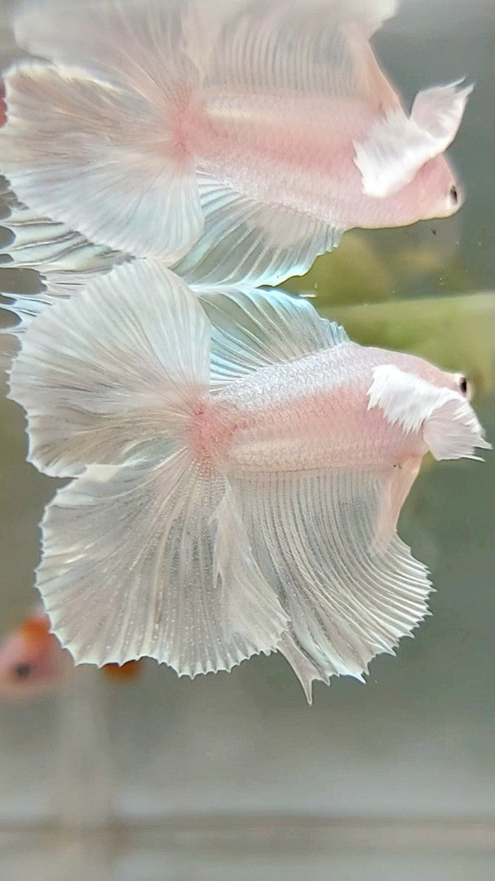 HALFMOON DUMBO EAR DOUBLE TAIL WHITE PLATINUM BETTA FISH