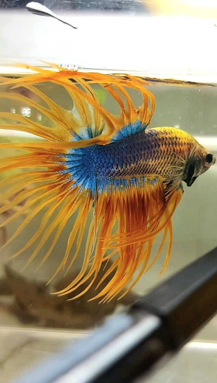 XL CROWNTAIL YELLOW BLUE MASCOT PATTERN BETTA FISH