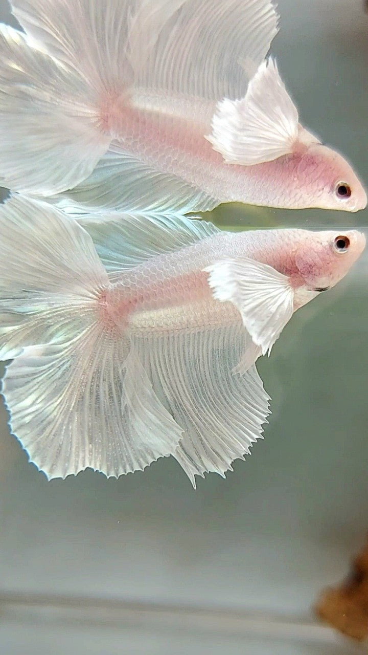 HALFMOON DUMBO EAR DOUBLE TAIL WHITE PLATINUM BETTA FISH