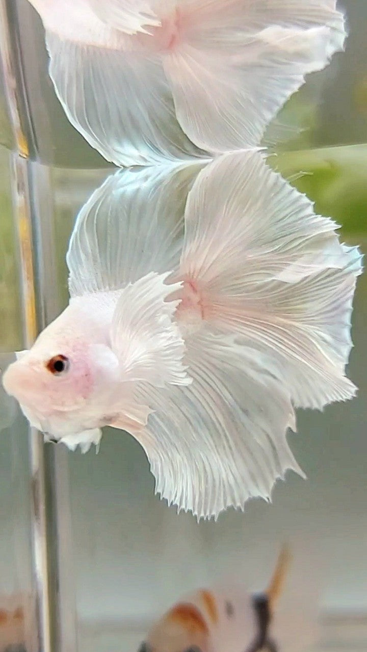 HALFMOON DUMBO EAR DOUBLE TAIL WHITE PLATINUM BETTA FISH