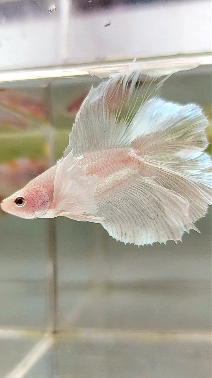 HALFMOON DUMBO EAR DOUBLE TAIL WHITE PLATINUM BETTA FISH