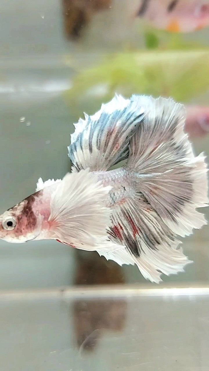 HALFMOON DUMBO EAR WHITE COPPER PATTERN UNIQUE BETTA FISH