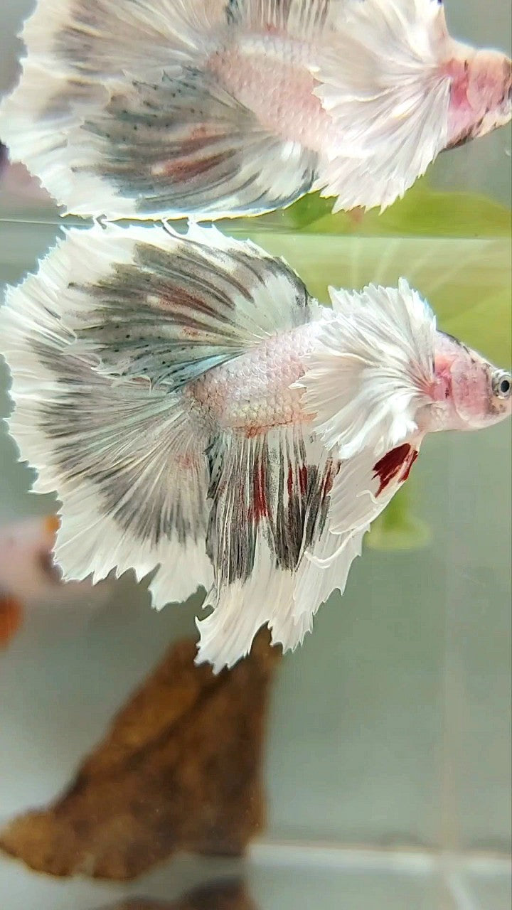 HALFMOON DUMBO EAR WHITE COPPER PATTERN UNIQUE BETTA FISH