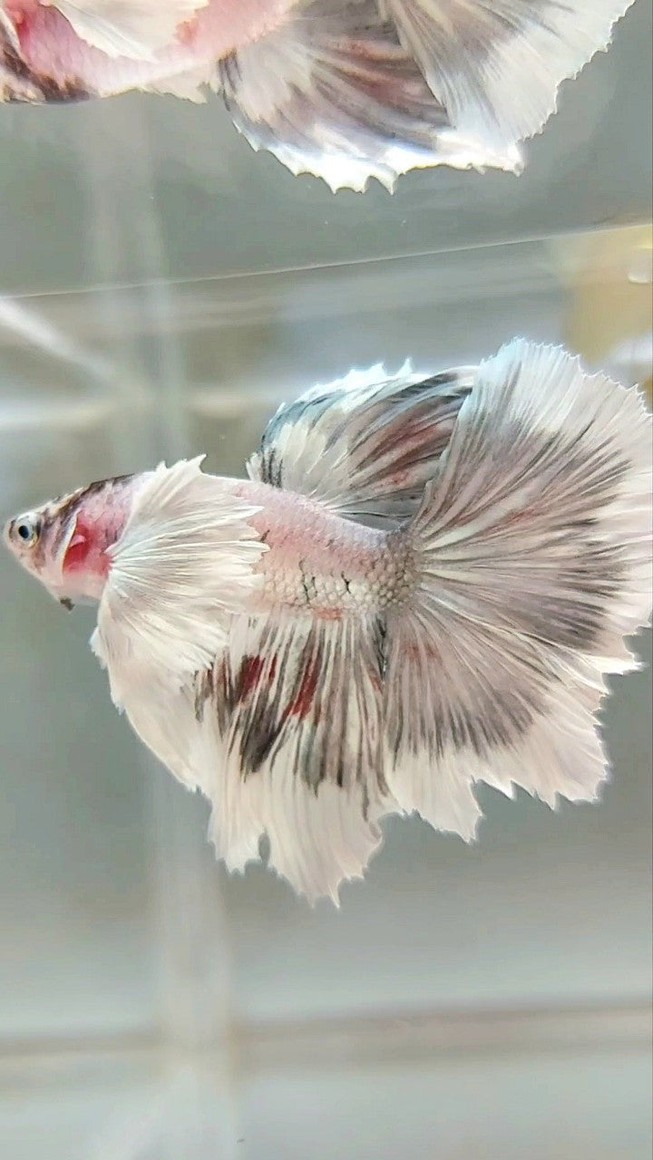 HALFMOON DUMBO EAR WHITE COPPER PATTERN UNIQUE BETTA FISH