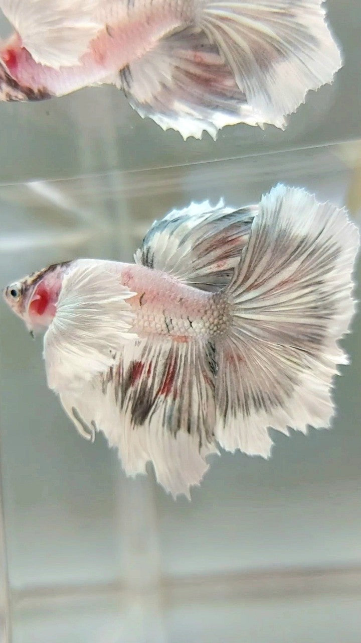 HALFMOON DUMBO EAR WHITE COPPER PATTERN UNIQUE BETTA FISH