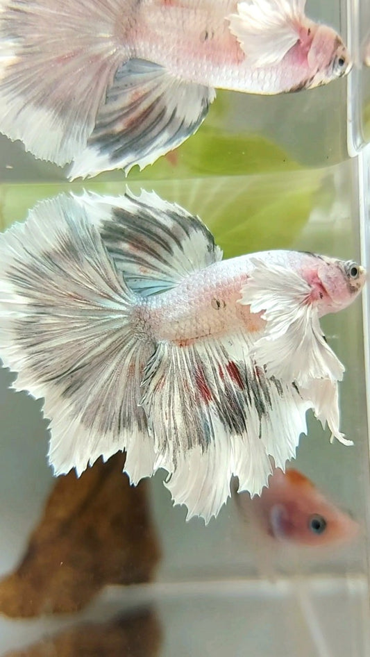 HALFMOON DUMBO EAR WHITE COPPER PATTERN UNIQUE BETTA FISH