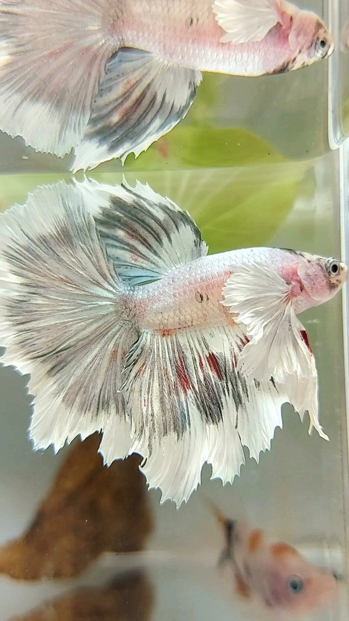 HALFMOON DUMBO EAR WHITE COPPER PATTERN UNIQUE BETTA FISH