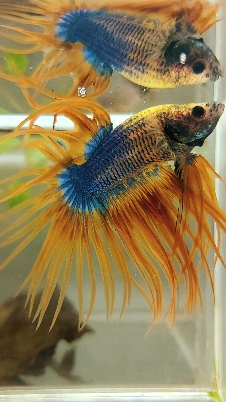 XL CROWNTAIL YELLOW BLUE MASCOT PATTERN BETTA FISH