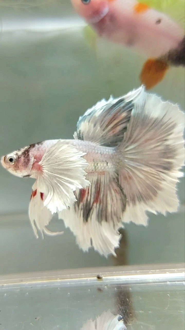 HALFMOON DUMBO EAR WHITE COPPER PATTERN UNIQUE BETTA FISH