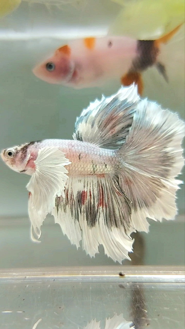 HALFMOON DUMBO EAR WHITE COPPER PATTERN UNIQUE BETTA FISH