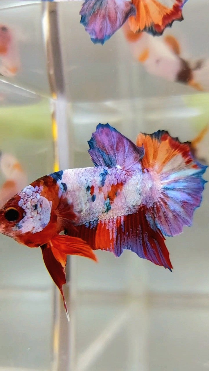 PLAKAT PURPLE CANDY MULTICOLOR BETTA FISH – Rare Betta Fish Store