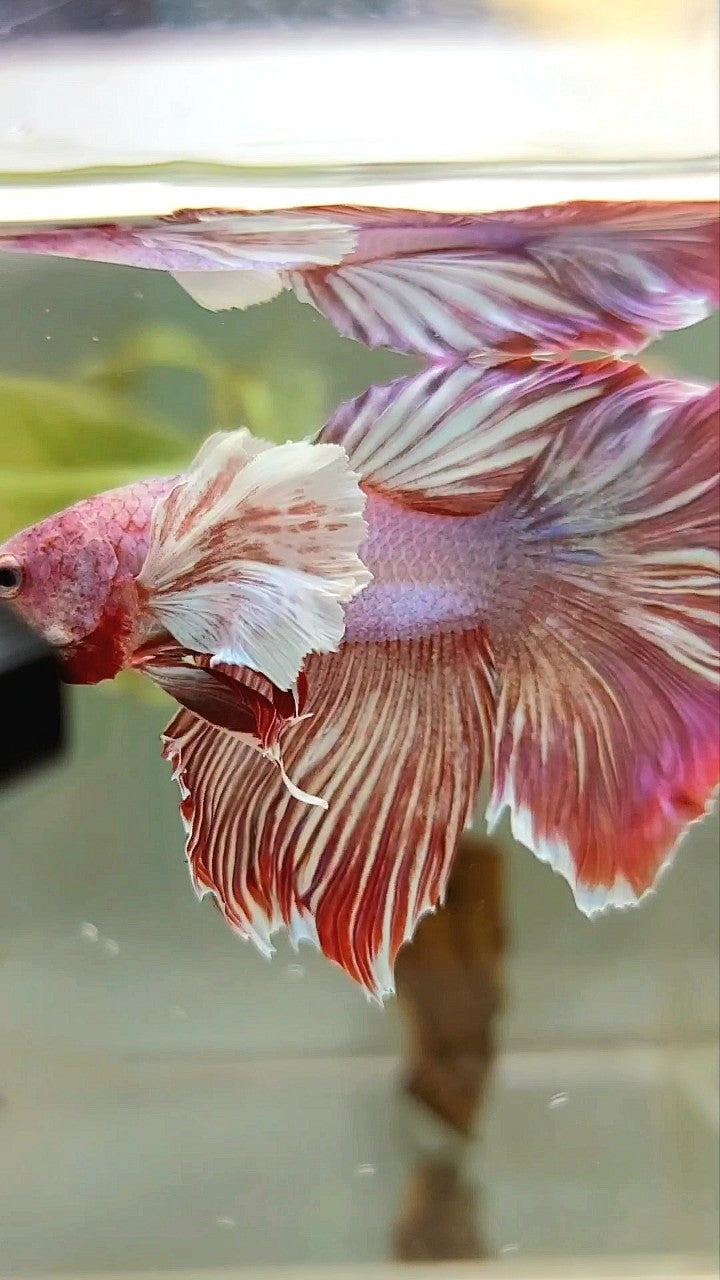 HALFMOON DUMBO EAR RED MAGENTA PATTERN BETTA FISH